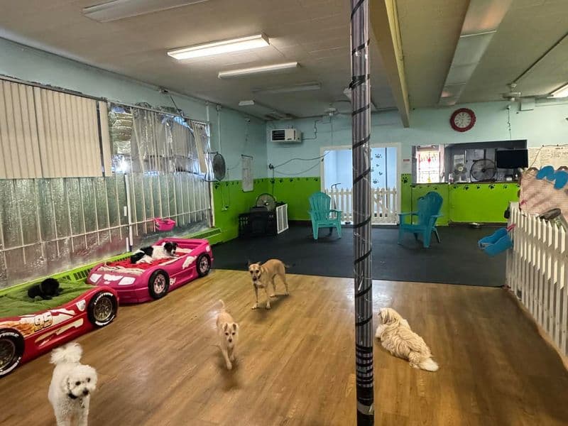 Main dog daycare room